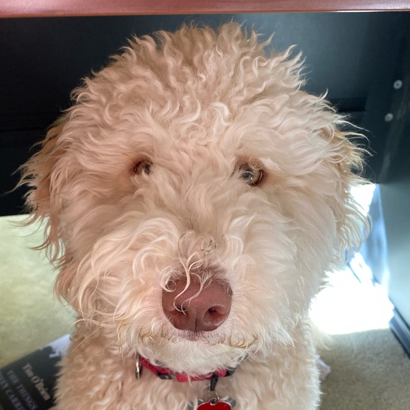 Meet your Posher, Tim - Picture 1 of 1